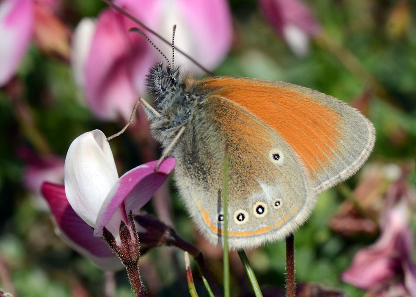 Altra Coenonympha del Gran Sasso